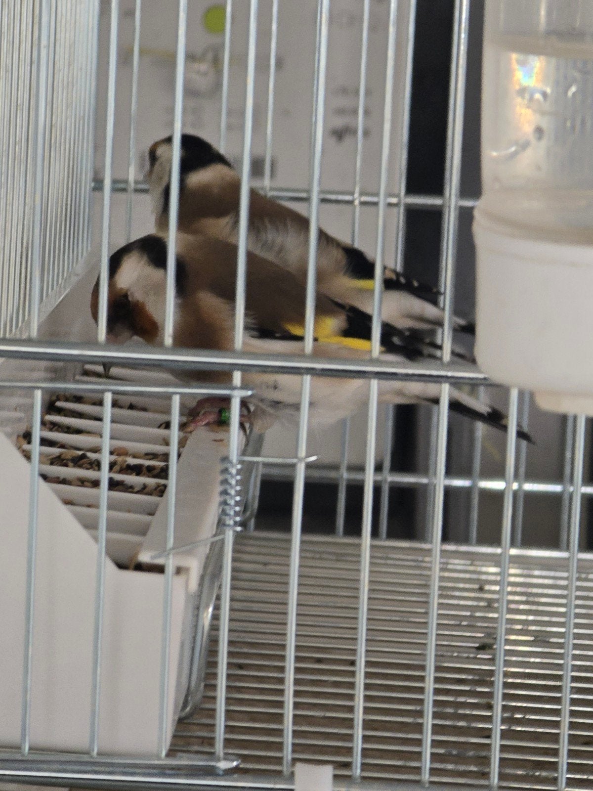 Major Putter man split Eumo 2025

Correc, Dieren en Toebehoren, Meerdere dieren, Wildzangvogel, Geringd