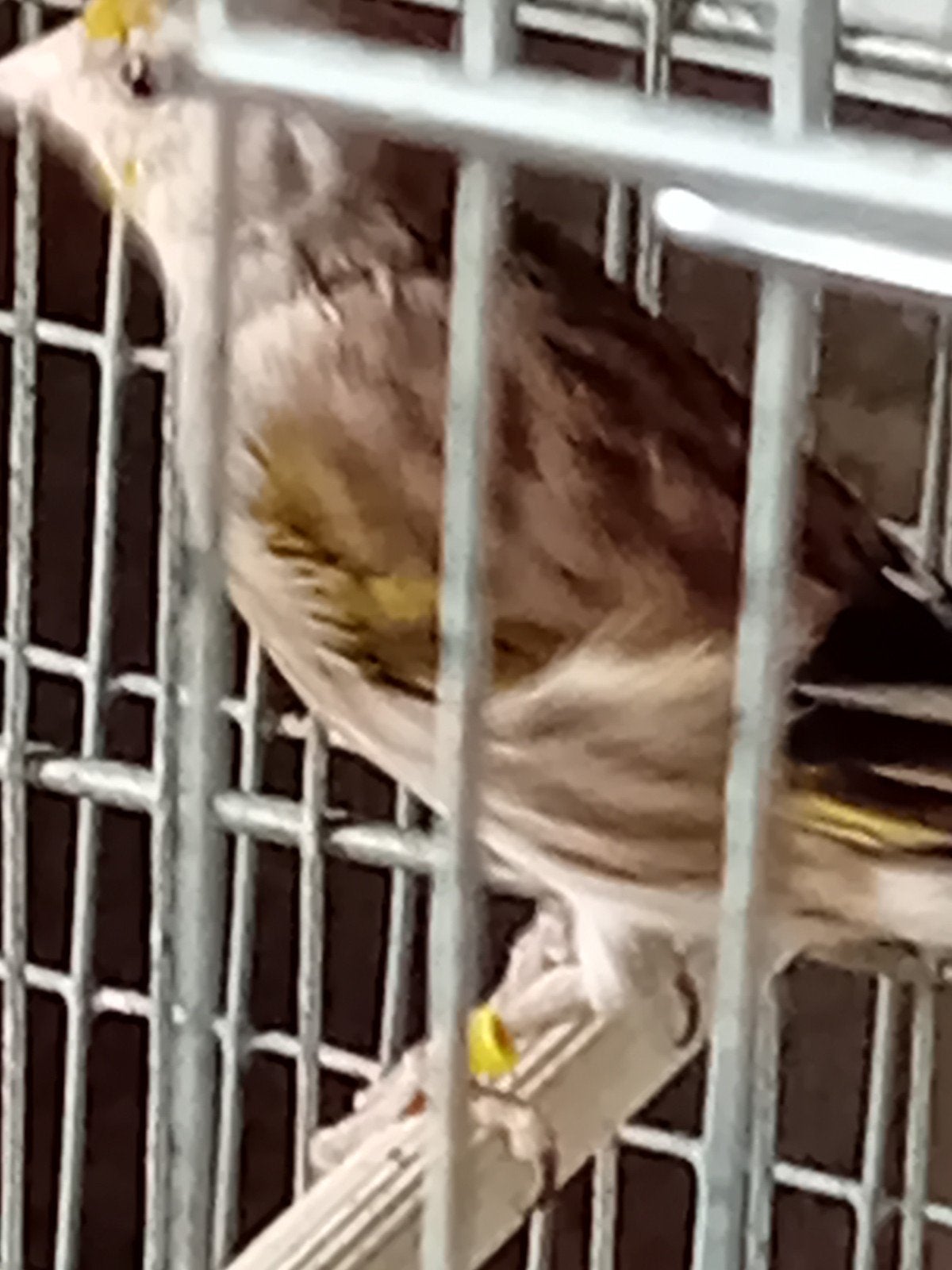 jeune  femelle metis chardonneret 2026, Animaux & Accessoires, Oiseaux | Canaris, Femelle