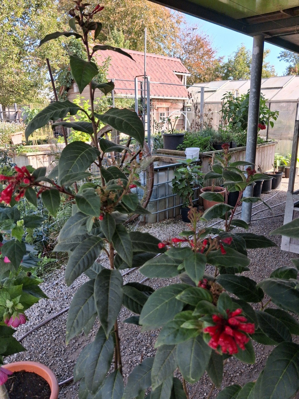 Cistrum in stenen pot Terrasplant, Ophalen