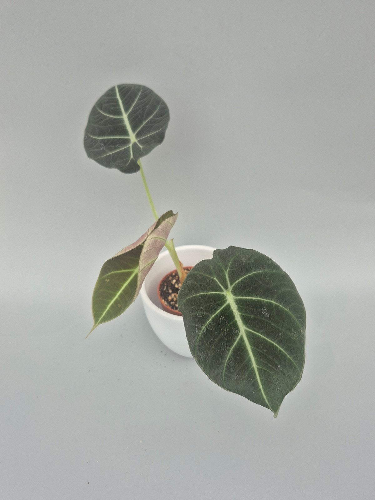 alocasia black velvet, Ophalen of Verzenden