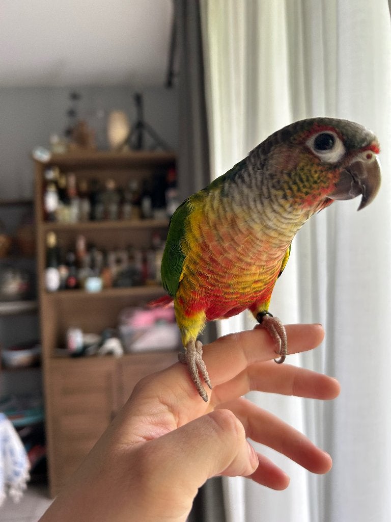 Jolie Pyhrrura, Animaux & Accessoires, Perruche, Domestique