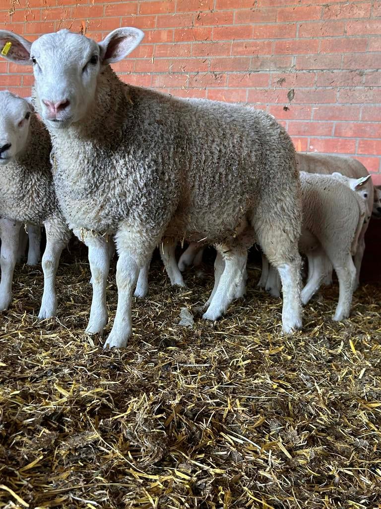 Swifter rammen te koop