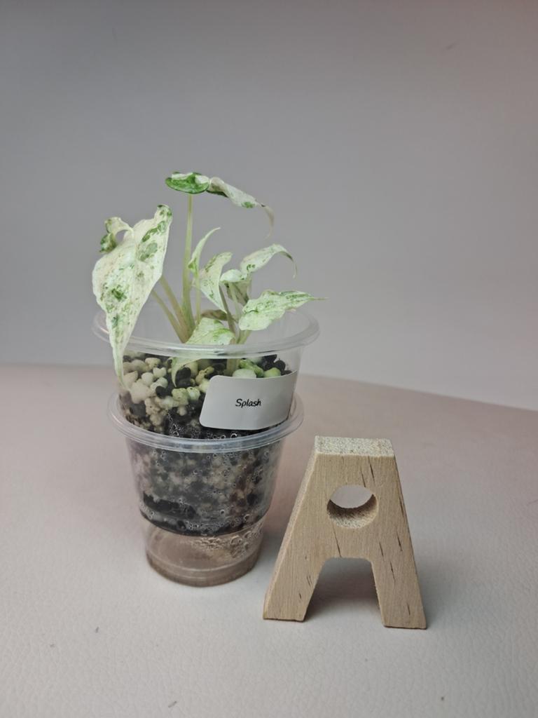 Alocasia Macrorrhiza 'Splash' | Racines ++ | En Stratum, Enlèvement