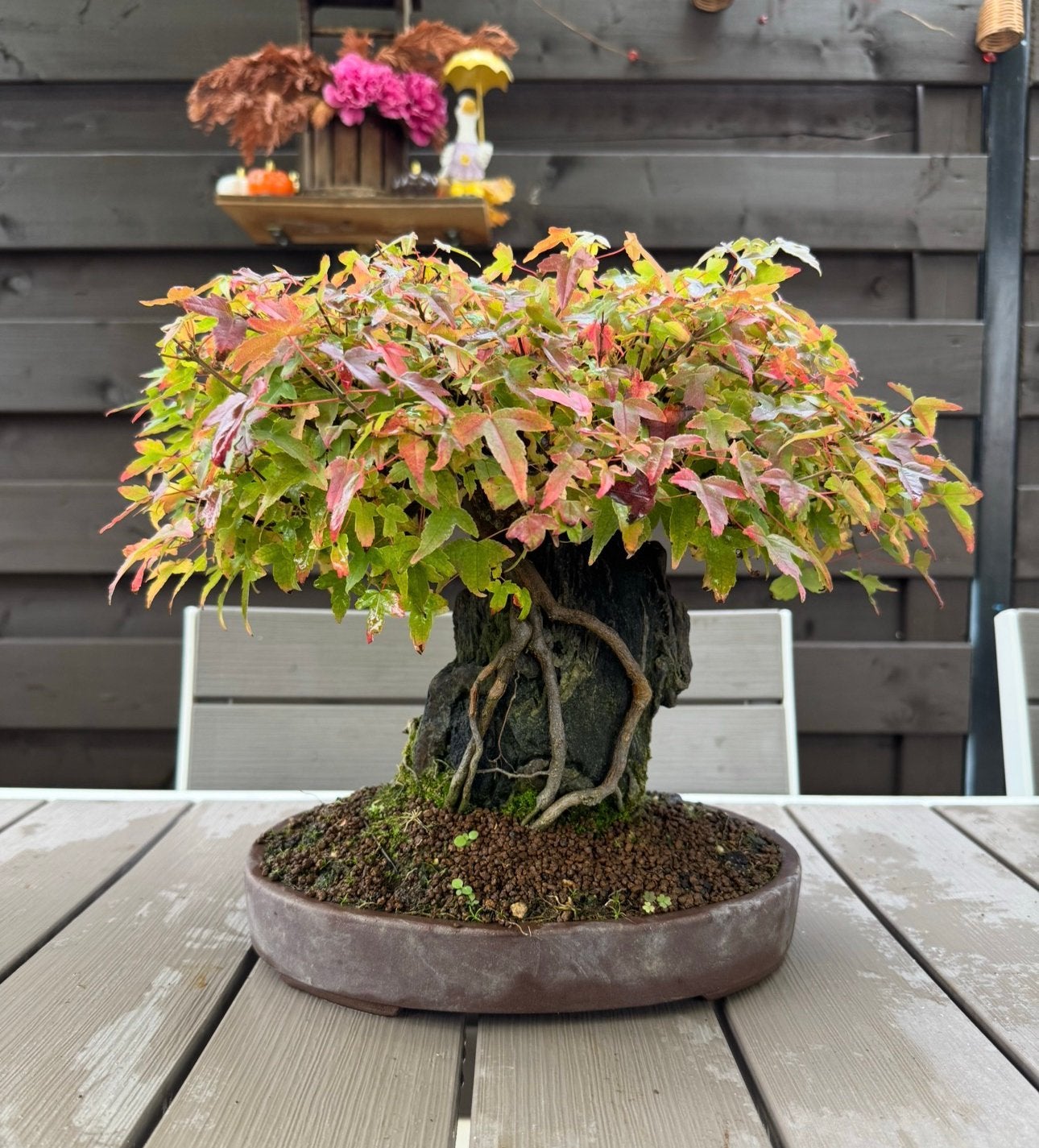 Bonsai Acer Buergerianum - 18 jaar, Tuin en Terras, Halfschaduw, Overige soorten, Lente, Minder dan 100 cm
