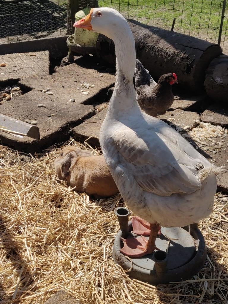 Chinese knobbelgans, Dieren en Toebehoren, Pluimvee, Mannelijk