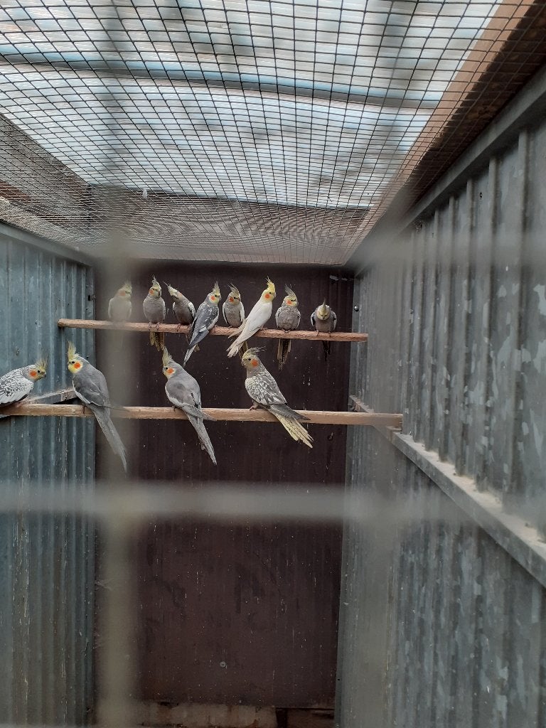 valkparkieten, Dieren en Toebehoren