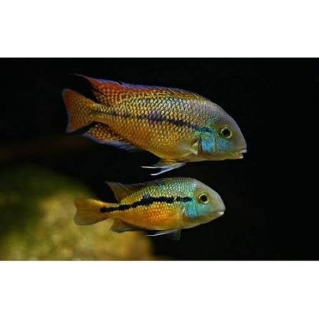Nicaraguensis cichlide, Dieren en Toebehoren, Vis, Zoetwatervis