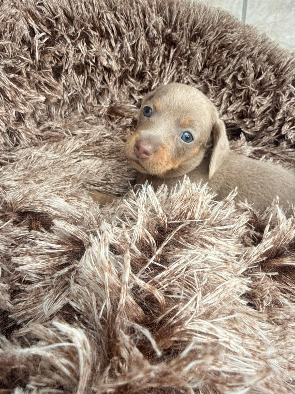 Dwergteckel pups, Dieren en Toebehoren, België, CDV (hondenziekte), 8 tot 15 weken, Korthaar