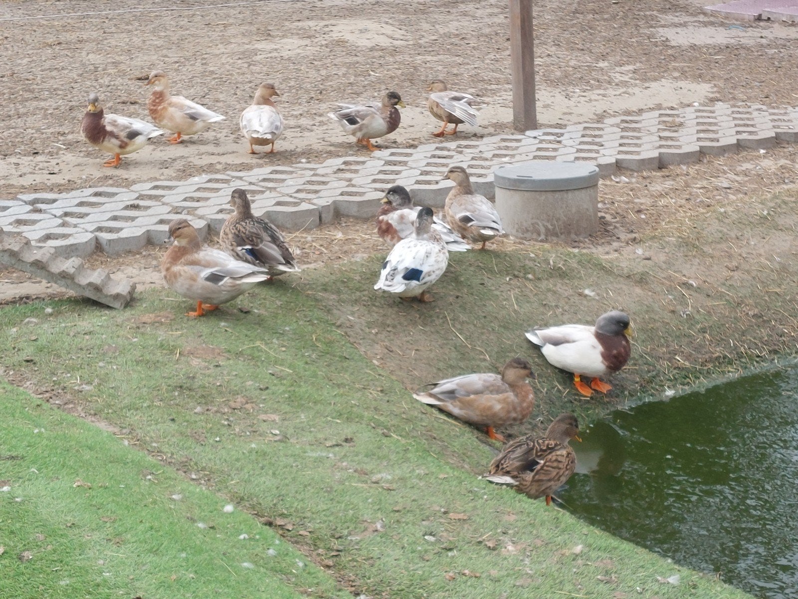 Hollandse kwakers, Plusieurs animaux, Canard