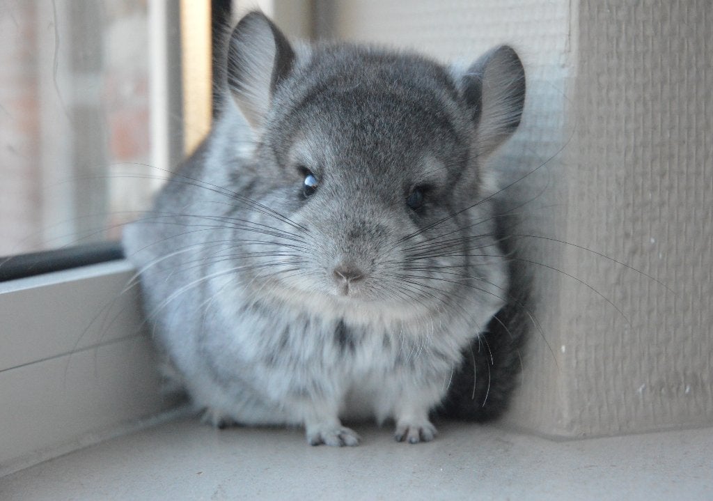 chinchilla 2 standaard Angora vrouwtjes, Dieren en Toebehoren, Juli, Chinchilla, Tam