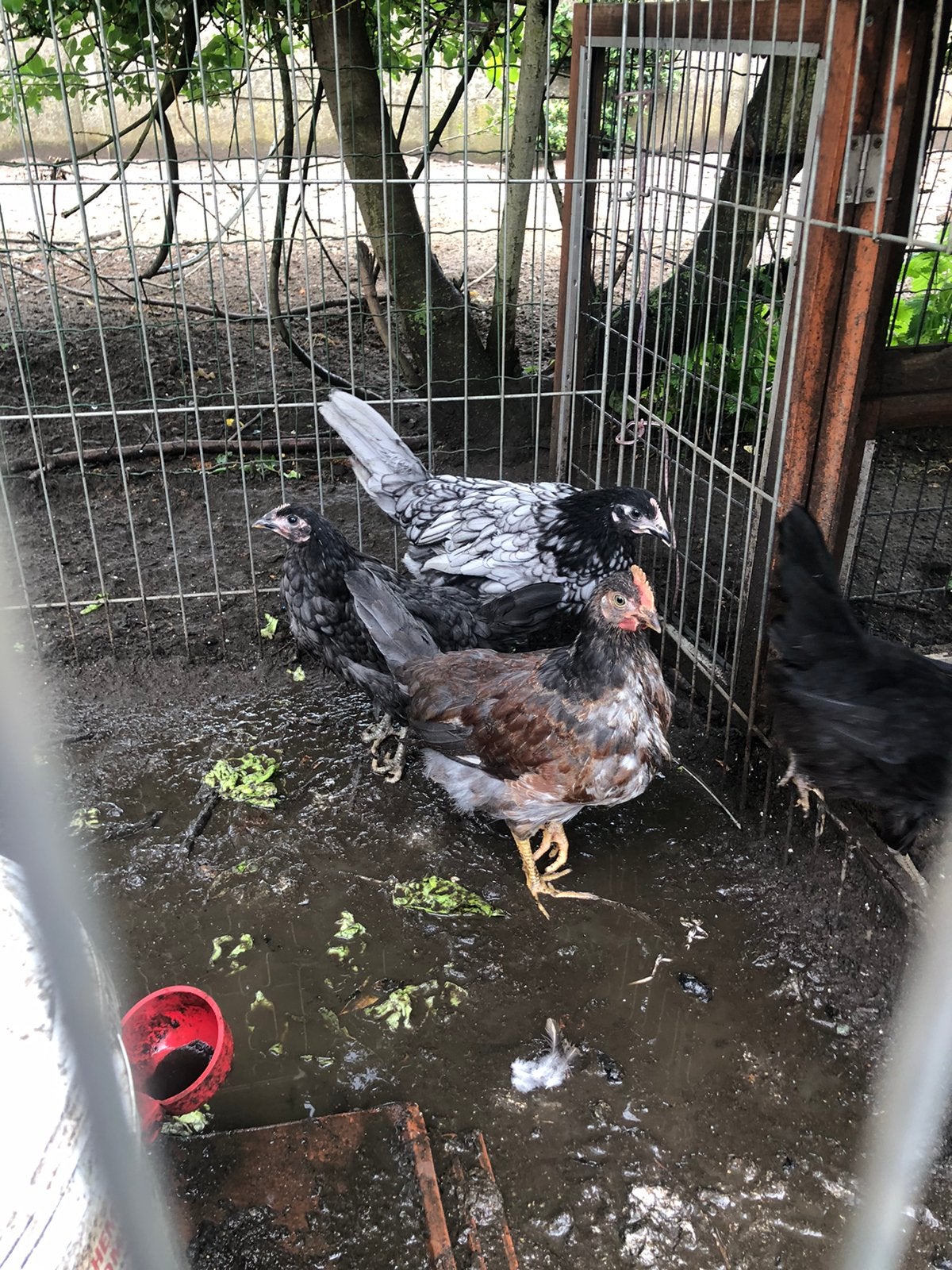 Bonte G’hamong, Andalusiëers en silverudds, Dieren en Toebehoren, Pluimvee, Kip
