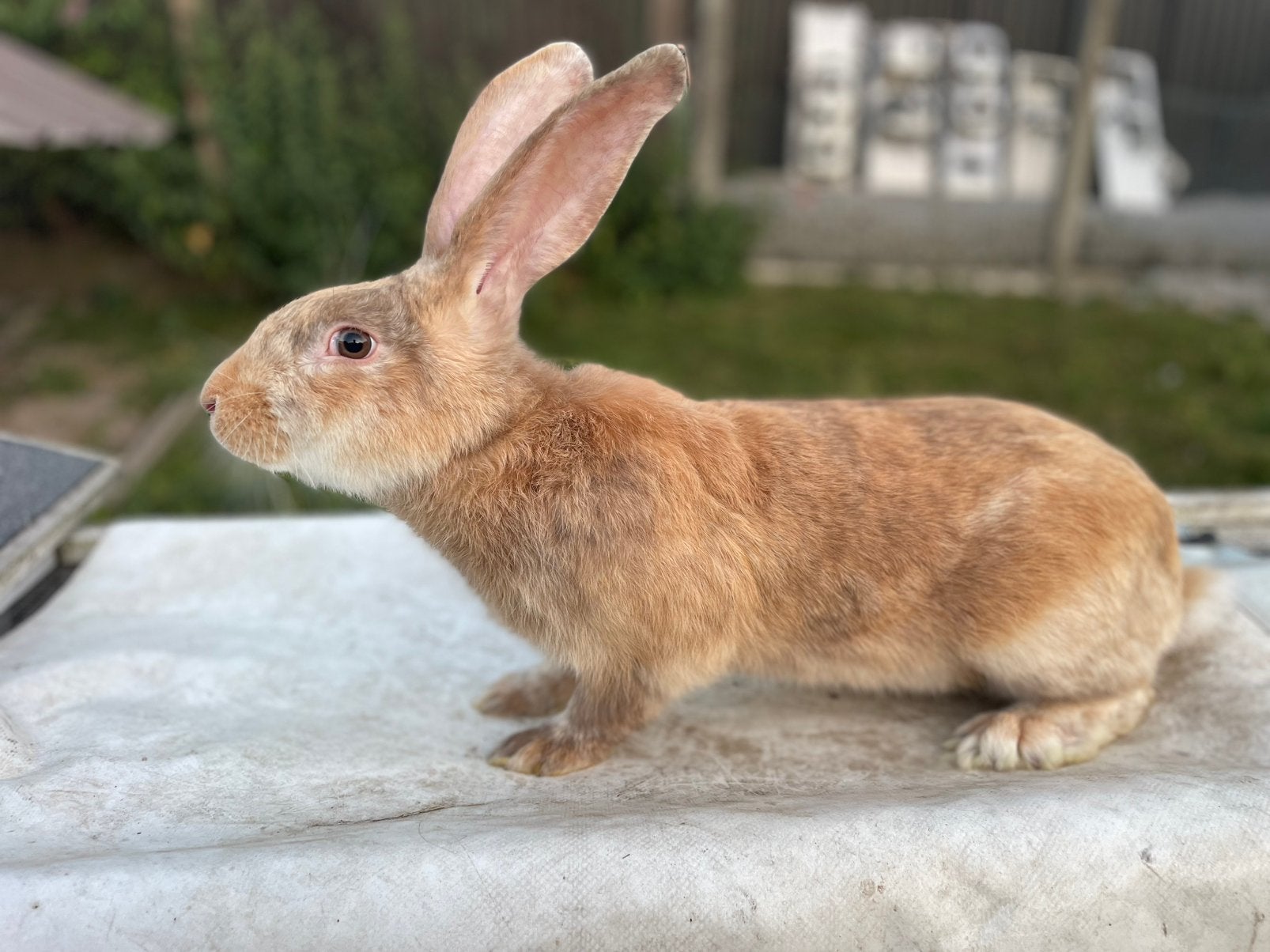 Jonge reuzenvlinder/lotharinger, Dieren en Toebehoren