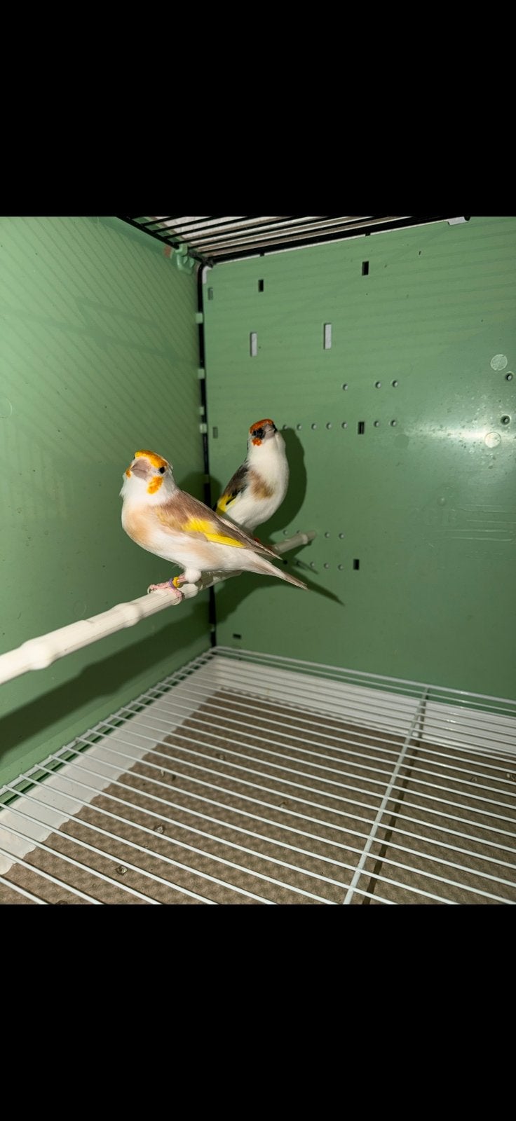 chardonneret major et canari, Femelle