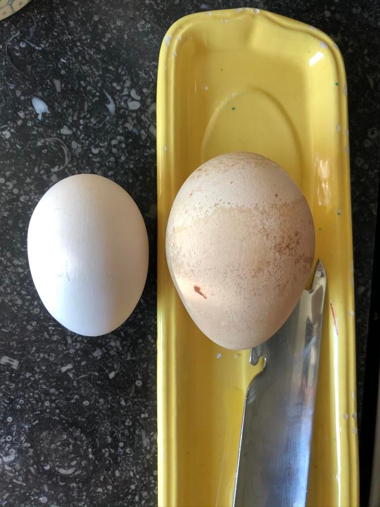 2 oeufs fécondés de paon à vendre toujours disponible, Plusieurs animaux, Autres espèces