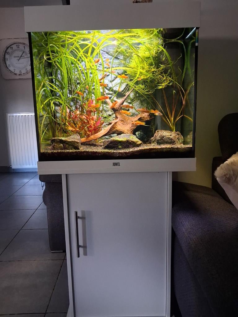 Complete juwel lido 120L  instapklaar. All in., Ophalen, Verwarming, Decoratie, Juwel