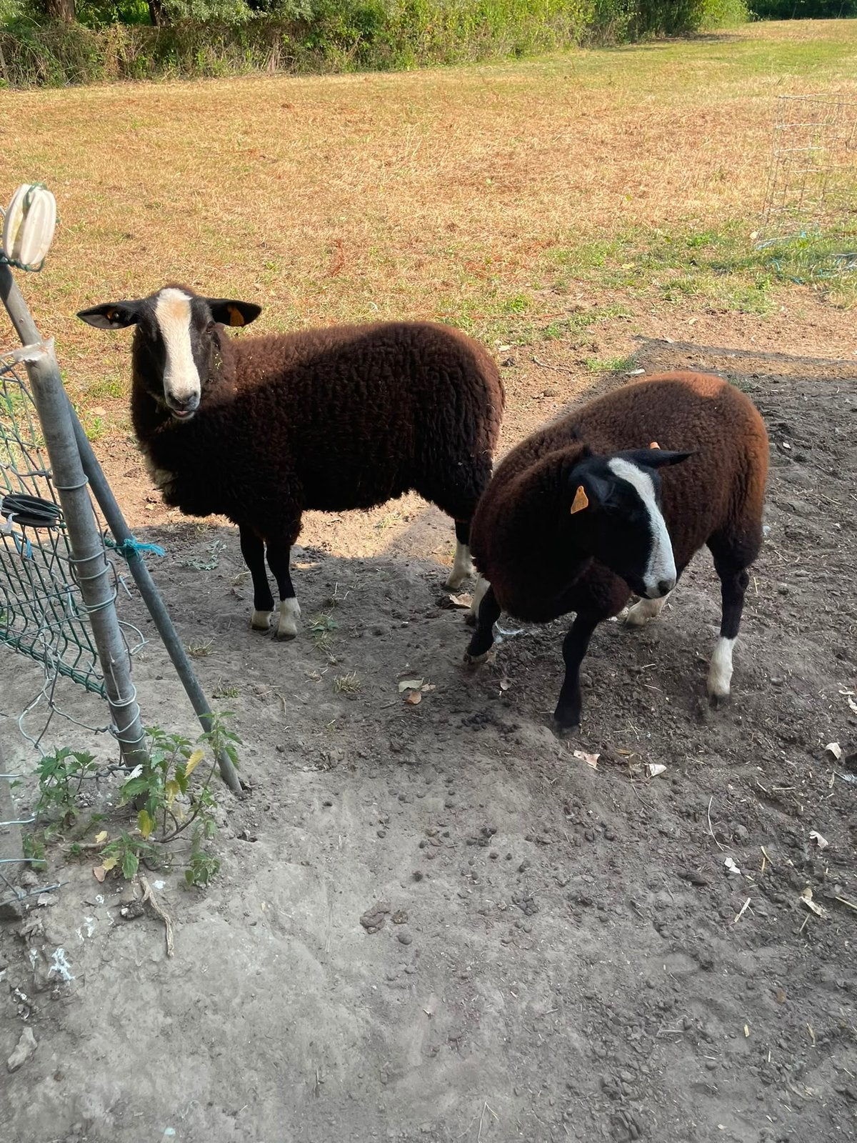 2 ooilammeren zwartbles, Femelle, Mouton, 0 à 2 ans