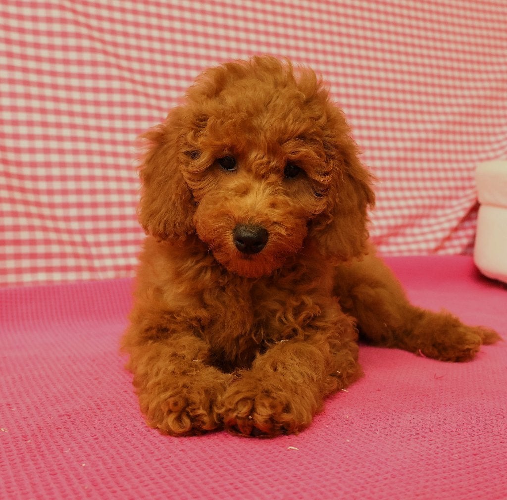 Super mooie Kruising Poedel pups!, Dieren en Toebehoren, 15 weken tot 1 jaar, Buitenland, Parvo, Meerdere