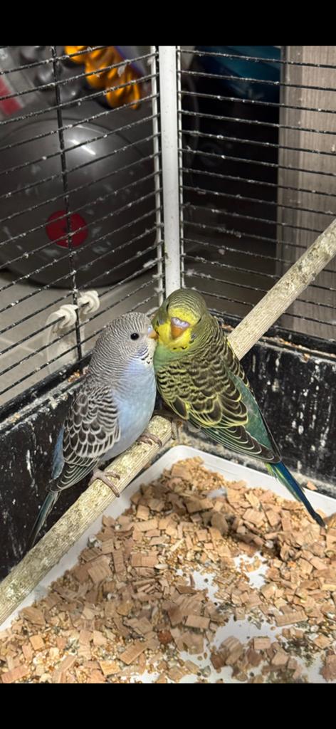 Perruches mars 2026, Animaux & Accessoires, Oiseaux | Cages & Volières, Enlèvement ou Envoi