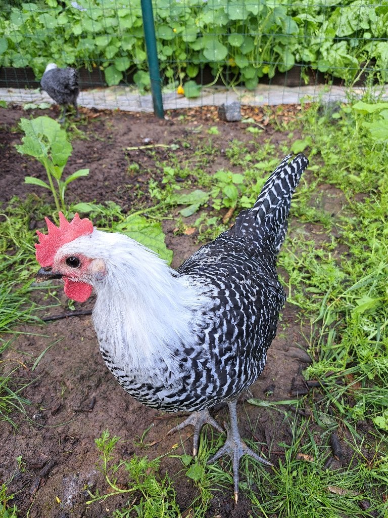 Zilverbrakel, Mâle, Poule ou poulet