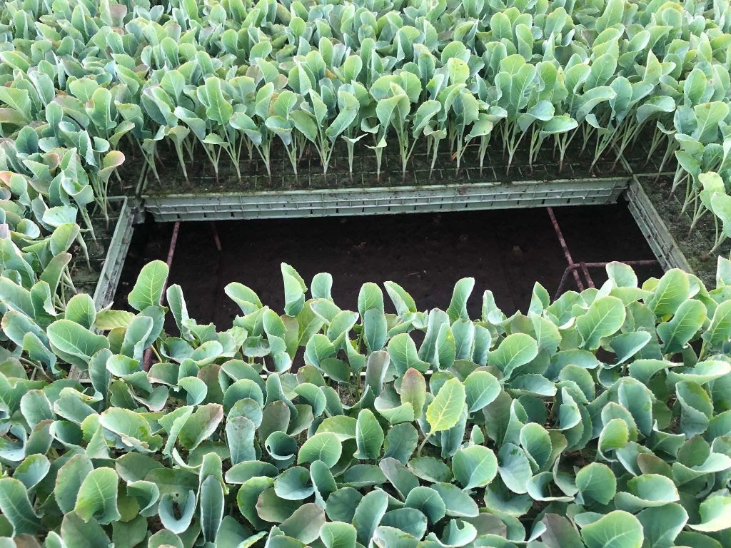 BLOEKOOLPLANTEN - BLOEMKOOL PLANTEN, Zakelijke goederen, Landbouw | Aardappelen, Groenten, Fruit en Vlees, Ophalen
