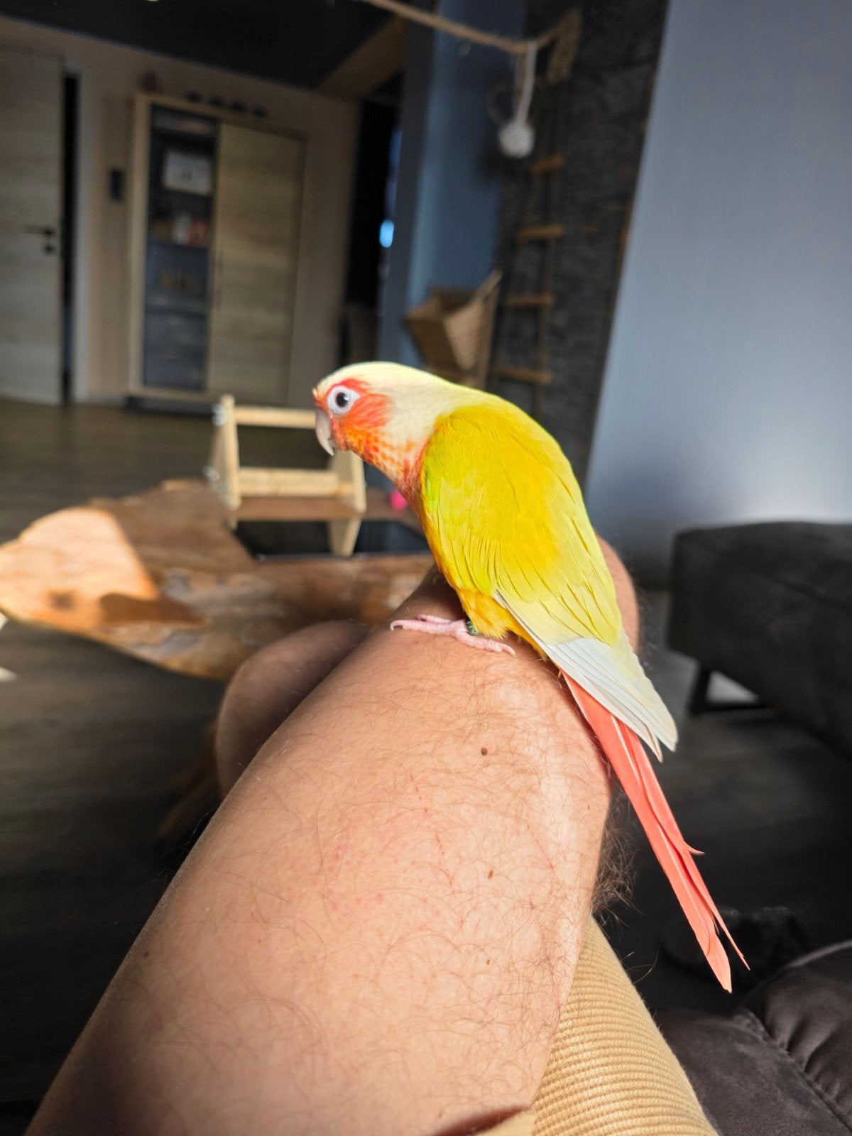 Conures red suncheck, Animaux & Accessoires, Oiseaux | Perruches & Perroquets, Perroquet nain ou Inséparable, Plusieurs animaux