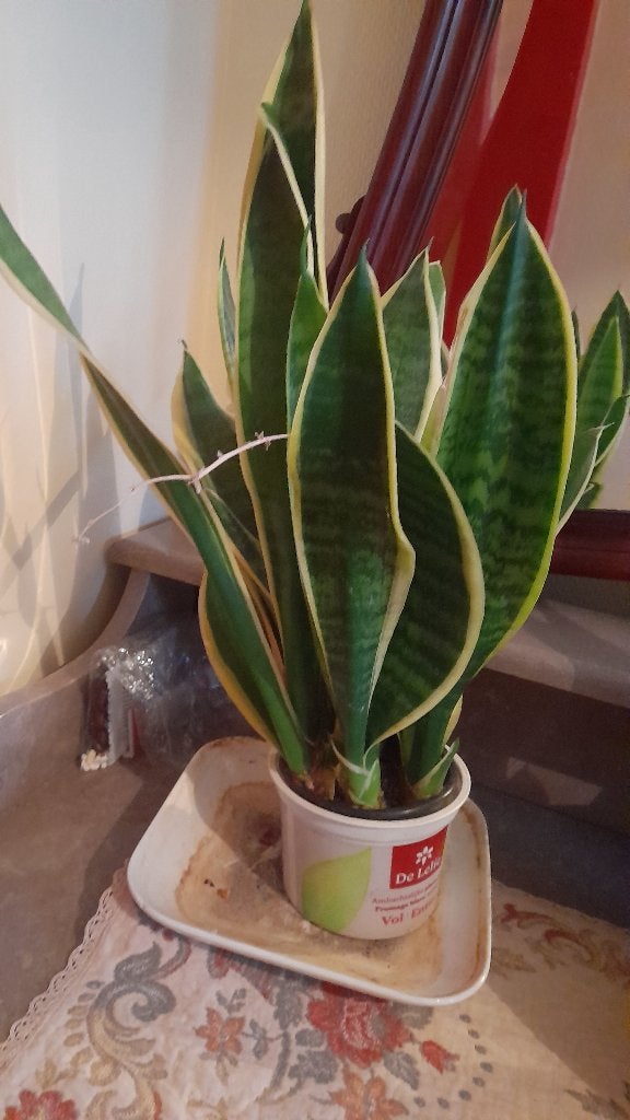 Sanseveria vrouwetong, Ophalen