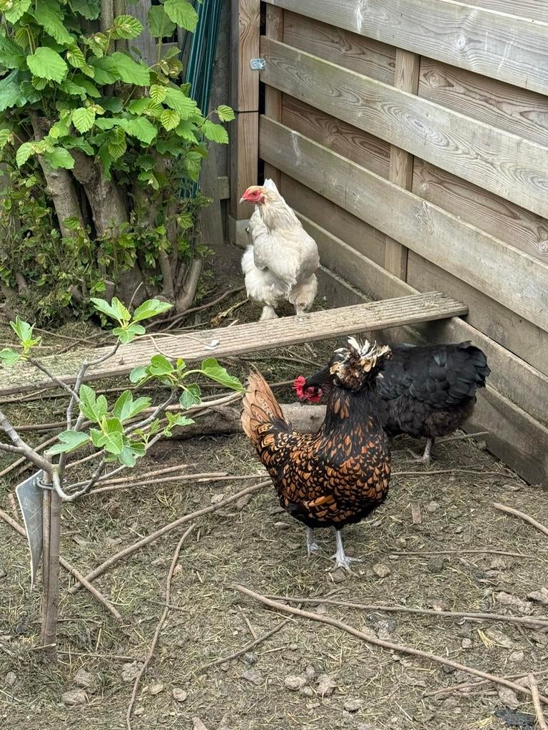 Kippen - Padua - Maran - Kleine Brahma, Dieren en Toebehoren