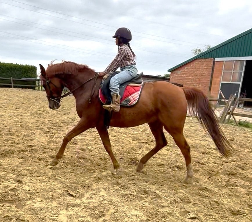 Un appareil polyvalent super cool, Animaux & Accessoires, Chevaux, Hongre