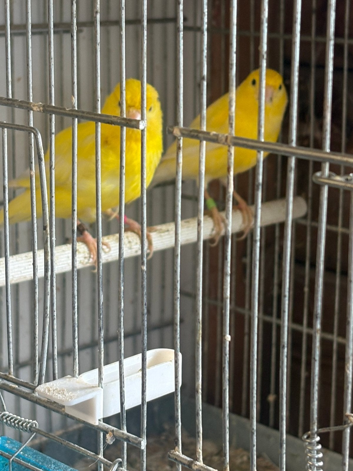 Mooi koppel kanaries 2025, Dieren en Toebehoren