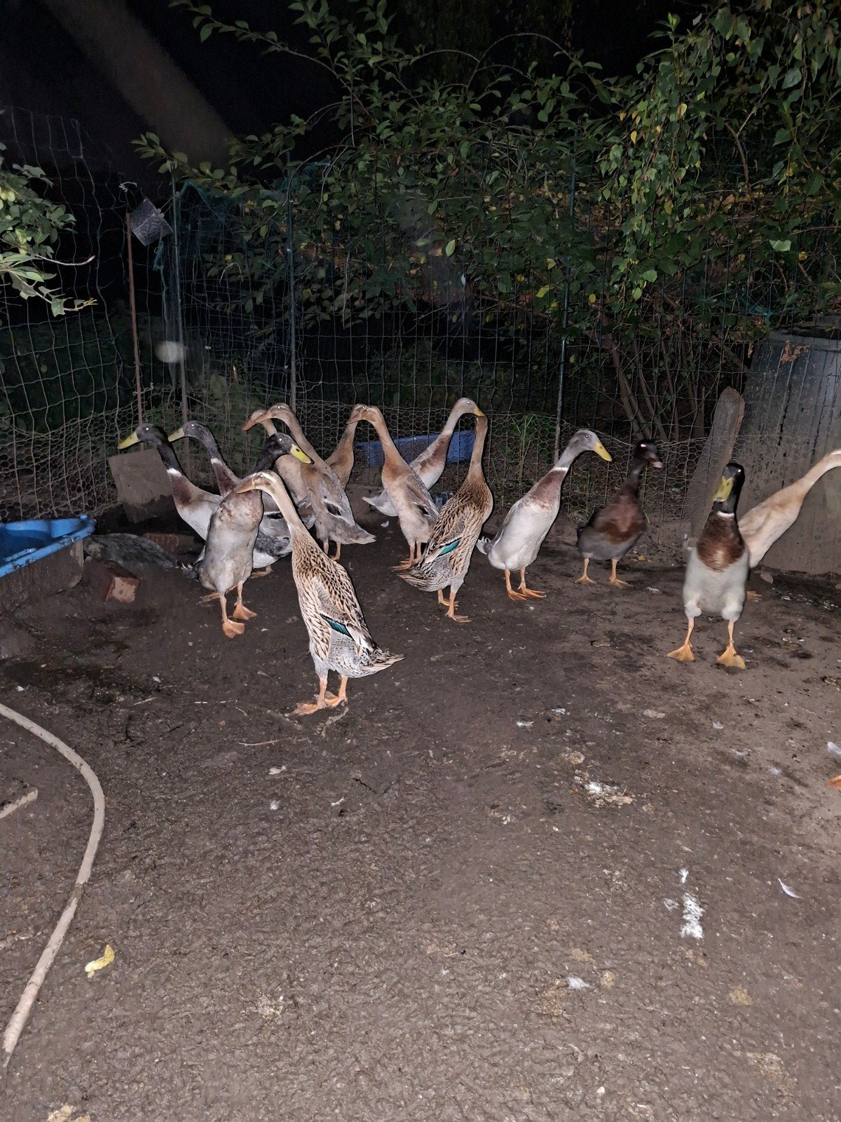 Indische loopeend koppel, Meerdere dieren, Eend
