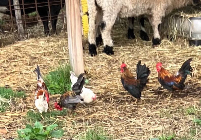 Serama hanen, Plusieurs animaux, Poule ou poulet