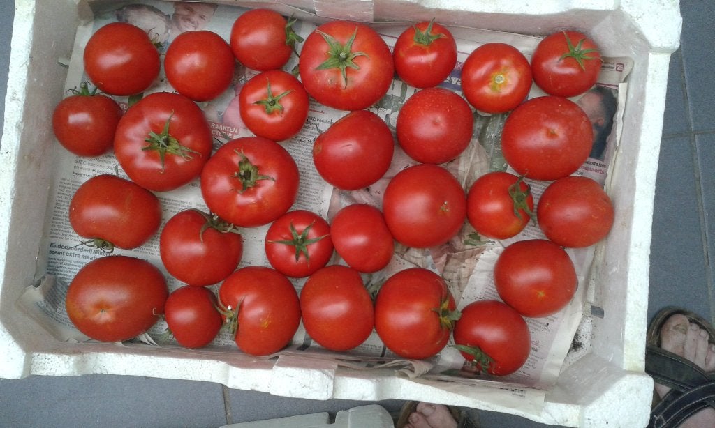 soupe aux tomates de votre propre jardin, Enlèvement