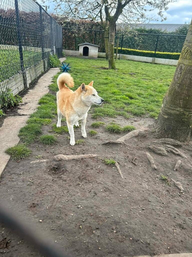 Délocalisateur Shiba Inu, Animaux & Accessoires, Étranger, 3 à 5 ans, Éleveur | Professionnel, Un chien