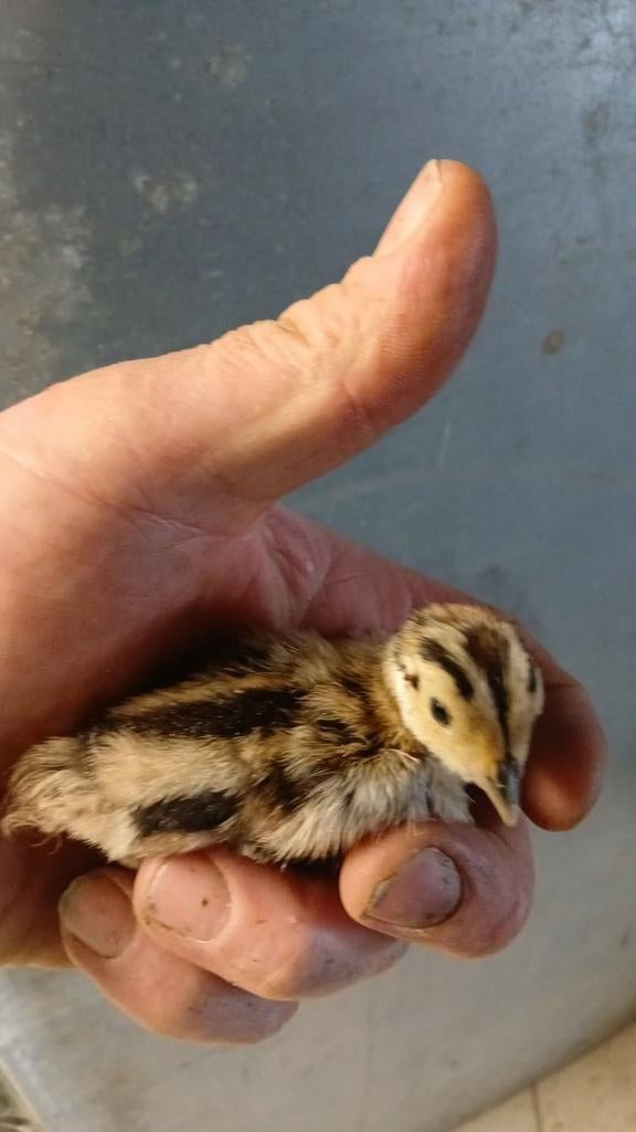 Bosfazanten kuikens, Dieren en Toebehoren, Pluimvee, Overige soorten