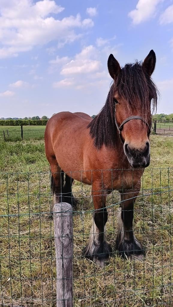 Belgisch trekpaard merrie, 160 à 165 cm, Non dressé, Cheval d'attelage, Avec pedigree