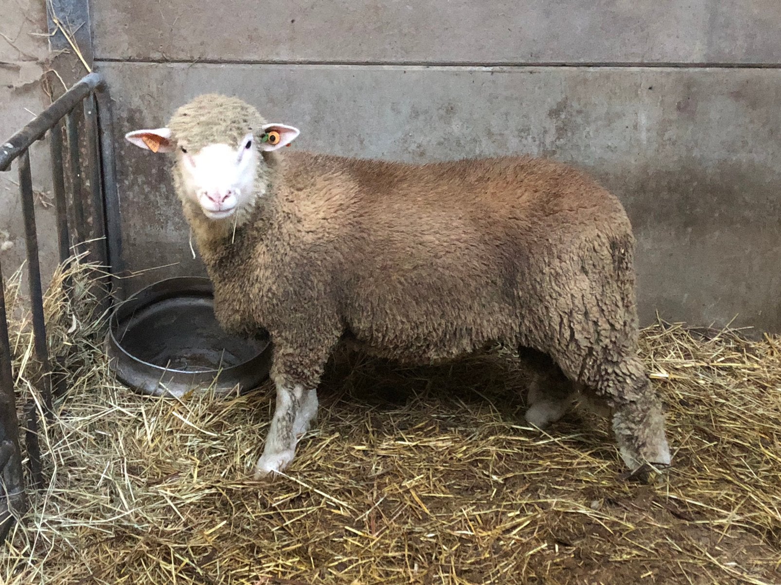 Poll dorset ram, Dieren en Toebehoren