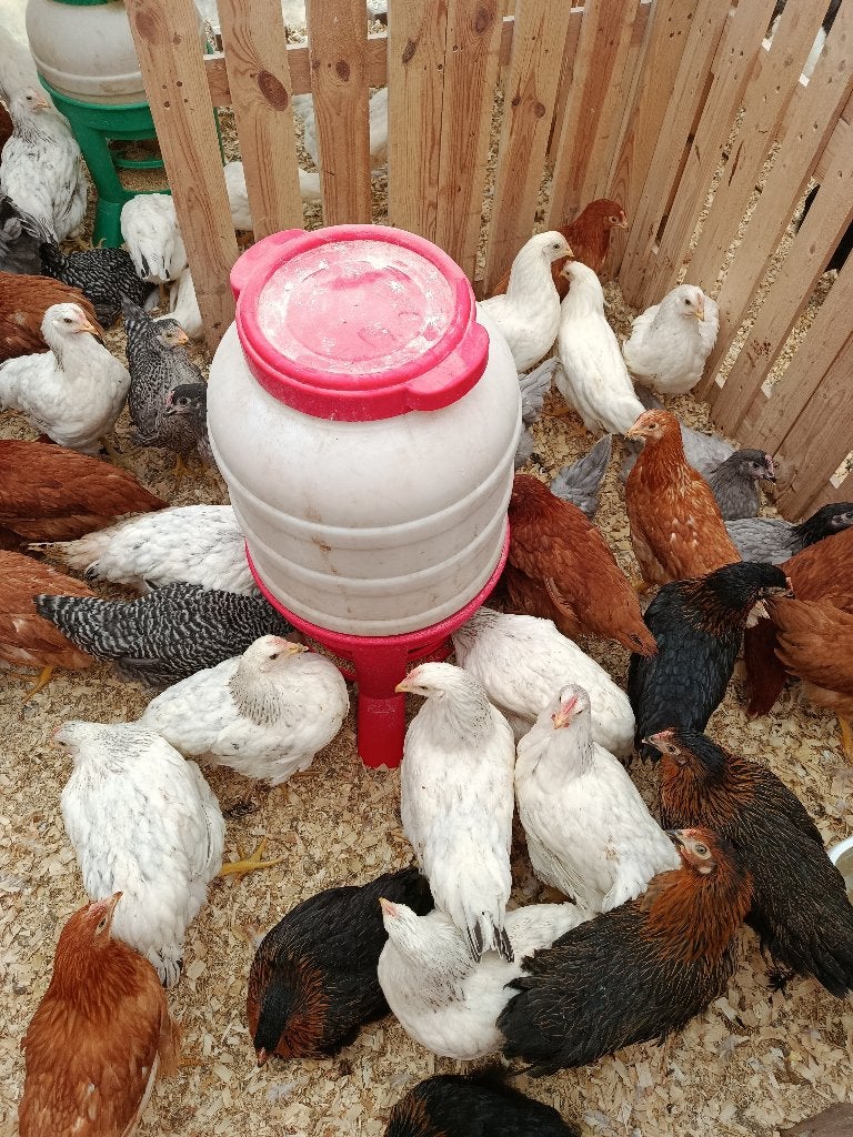 poules à moitié adultes âgées de 4 mois prix économiques, Femelle, Poule ou poulet
