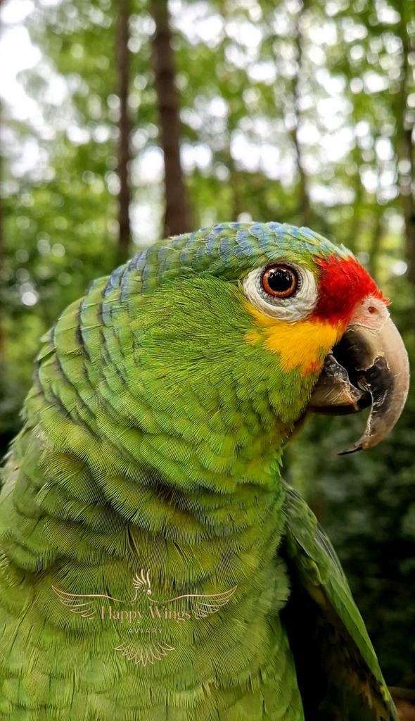 Mâle Amazone à joues jaunes SUPER Tame, Mâle, Perroquet, Parleur