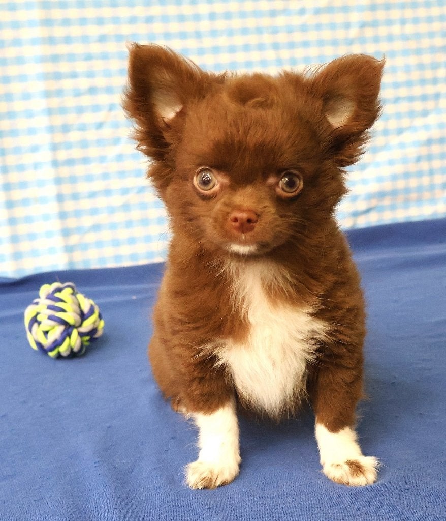Super leuke Chihuahua pups!, Dieren en Toebehoren, 15 weken tot 1 jaar, Buitenland, CDV (hondenziekte), Meerdere