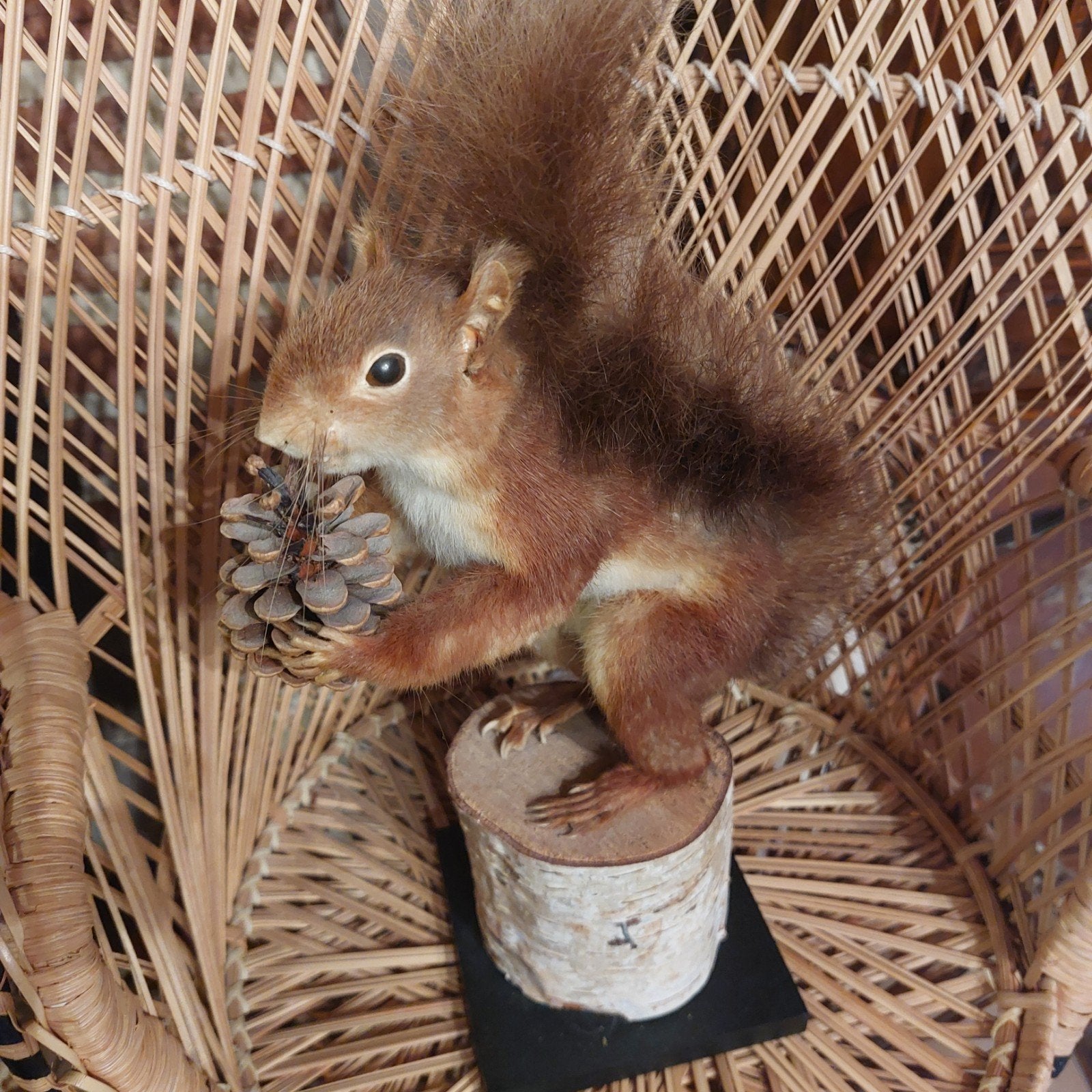 Eekhoorn taxidermie, Verzamelen, Ophalen of Verzenden, Zo goed als nieuw, Opgezet dier