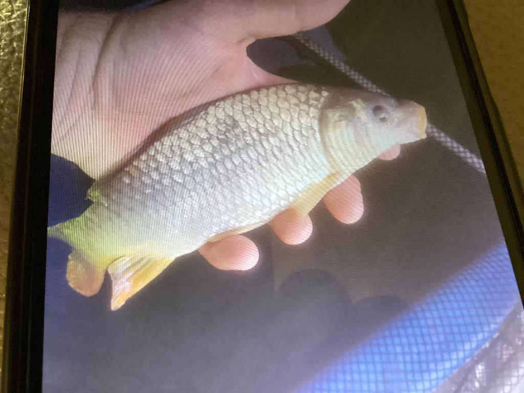 Karpers, Karper of Koi