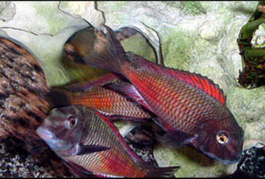 Kweekgroep tropheus red moliro