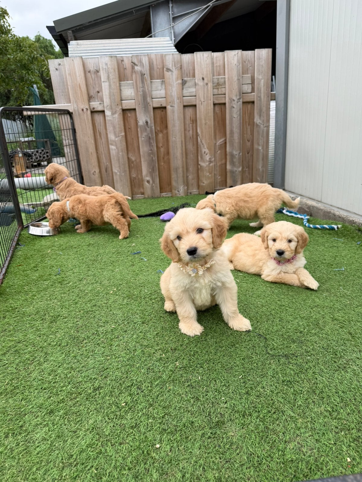 Prachtige standaard goldendoodle pups, België, CDV (hondenziekte), 8 tot 15 weken, Meerdere
