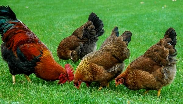 Jonge Welsumers - groot, Dieren en Toebehoren, Pluimvee