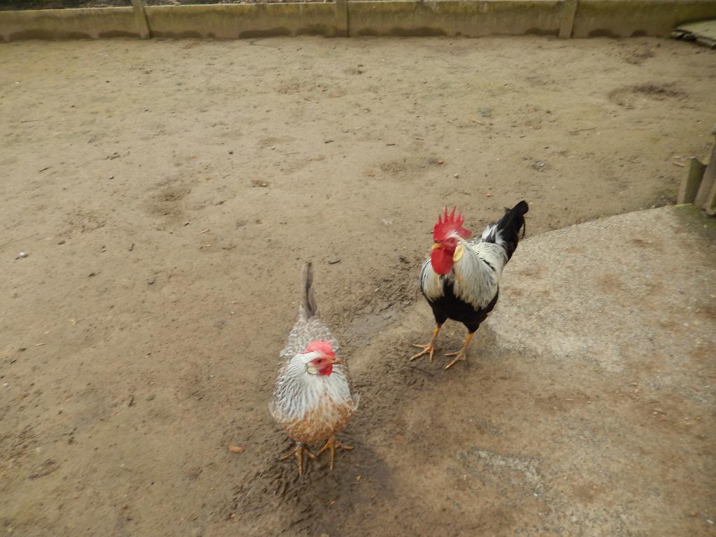 Haan + hen leghorn zilverpatrijs, Dieren en Toebehoren, Pluimvee, Meerdere dieren, Kip