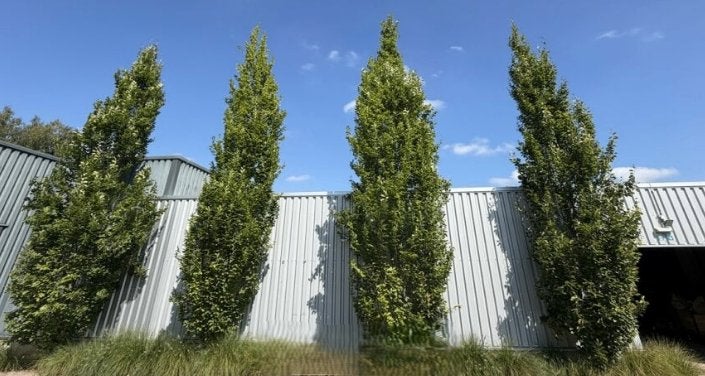 10 volwassen zuilhaagbeuken – 7 à 8 meter hoog, Jardin & Terrasse, Enlèvement, Arbre en colonnes, 400 cm ou plus
