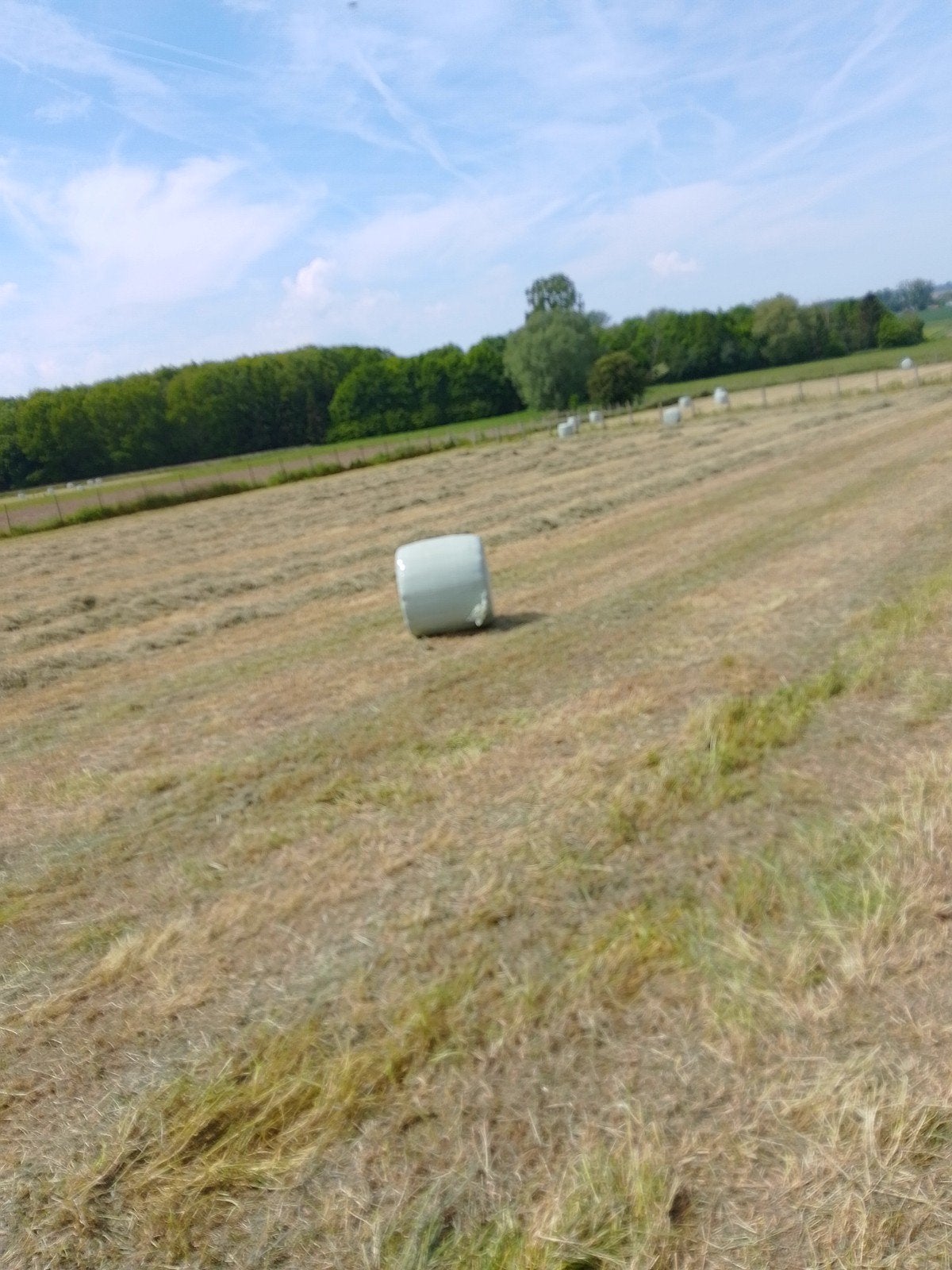 Midi balen voordroog hooi