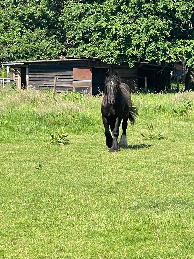 Belgisch trekpaard, Jument, Non dressé, 0 à 2 ans