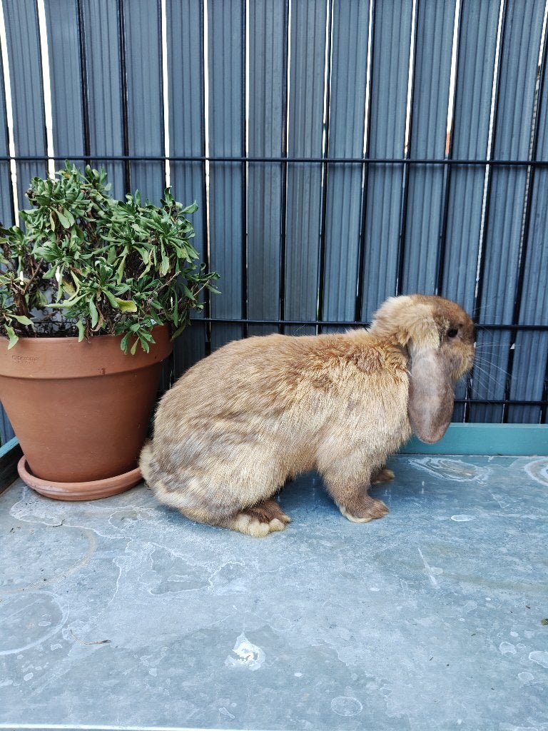 NHD, Dieren en Toebehoren, Vrouwelijk, Dwerg, Hangoor, 0 tot 2 jaar