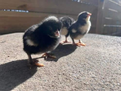 Mechelse koekoek kuikens, Dieren en Toebehoren, Geslacht onbekend, Kip